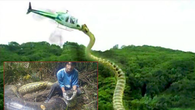 Video med världens fem största ormar – helt galet!