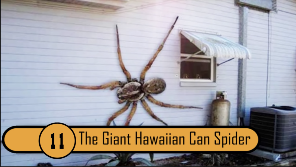 Video med världens 12 största spindlar – inget för dig med spindelfobi!