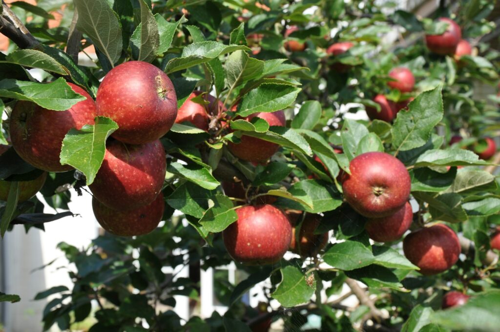 Från Aroma till Åkerö: här är Sveriges godaste äppelsorter
