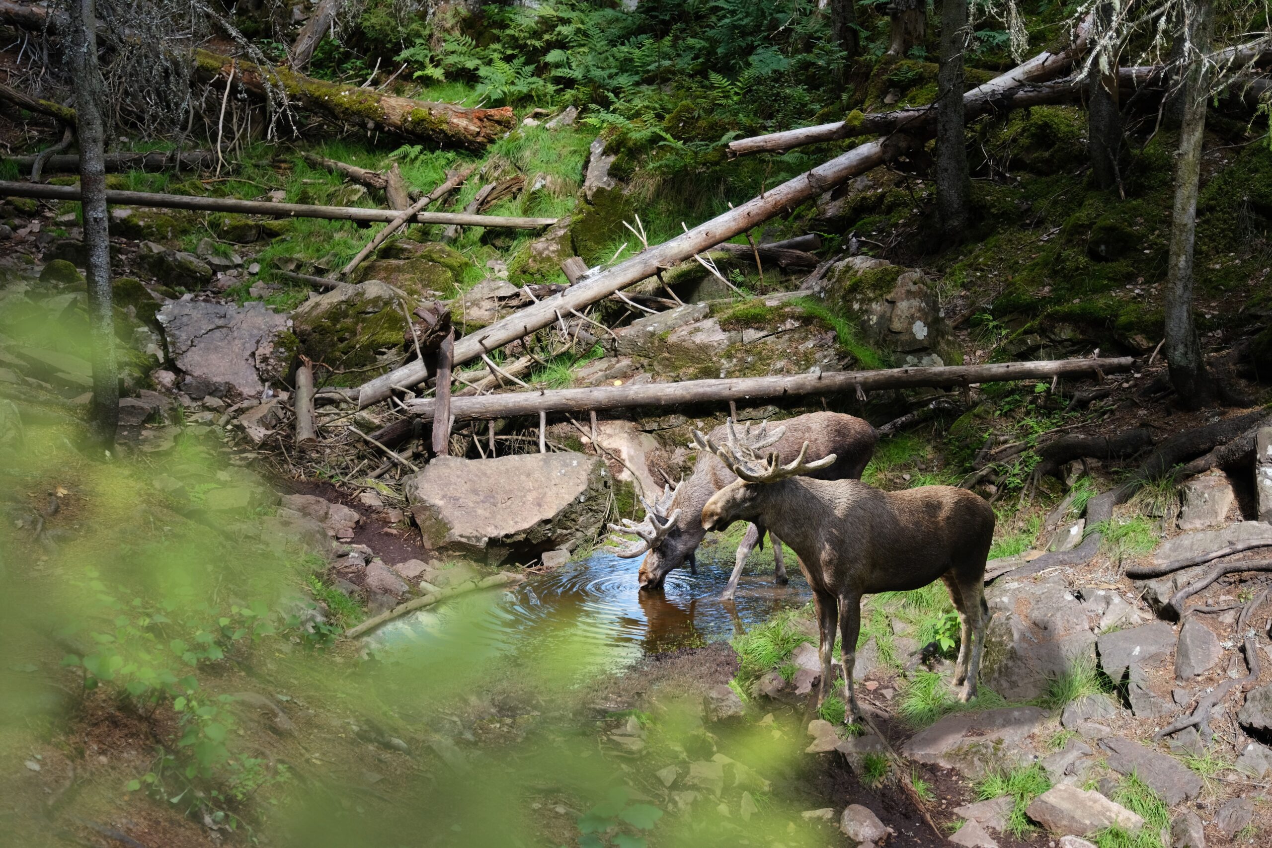 Två älgar vid en bäck i skogen i Jönköpings län