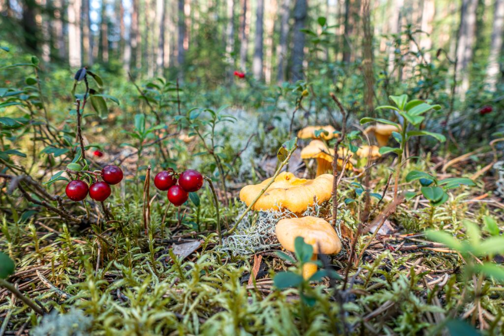 Lingonplockning: 8 saker att veta innan du fyller hinken