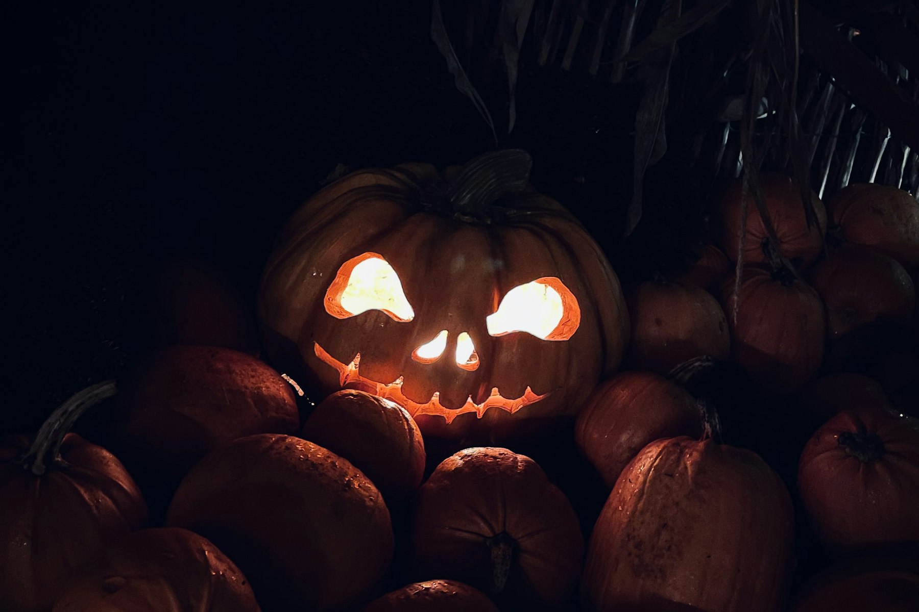Lysande Halloweenpumpa bland flera pumpor i mörk höstmiljö