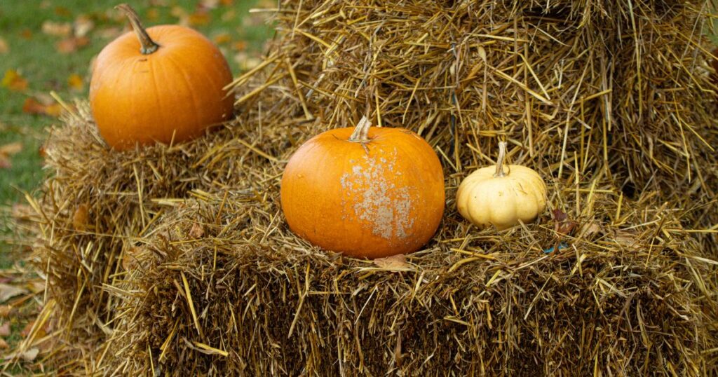 Halloweenpumpa: 8 tips för att skära ut, äta och återvinna pumpan