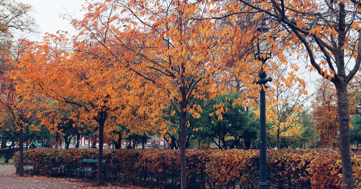 Orange och gula höstlöv på träd och mark i en park i Jönköping, Sverige