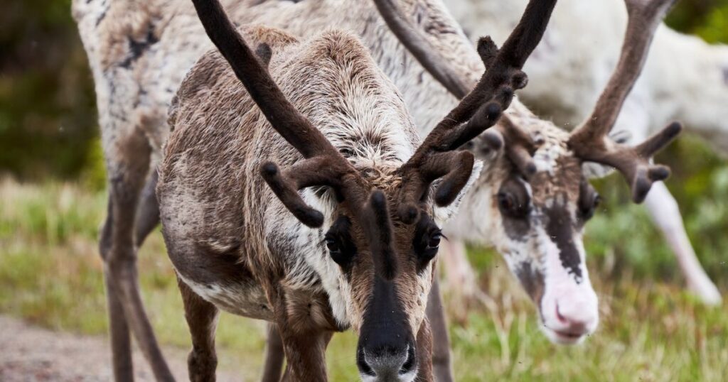 Viltolycka: 8 saker att göra om du kör på ett djur
